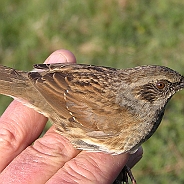 Dunnock